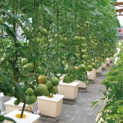 Hidroponia holandesa em balde para cultivo de culturas agrícolas em estufa