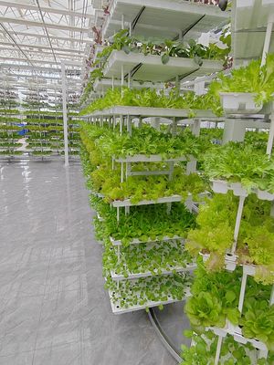Agricultura vertical Planta pendente Agricultura hidropônica inteligente