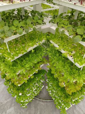 Agricultura vertical Planta pendente Agricultura hidropônica inteligente