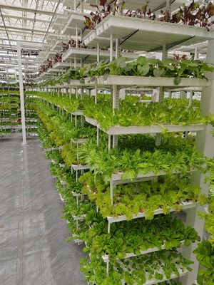 Agricultura vertical Planta pendente Agricultura hidropônica inteligente