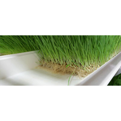 Sistema de alimentação hidropônica de brotos 4000*1600*2400mm para explorações agrícolas