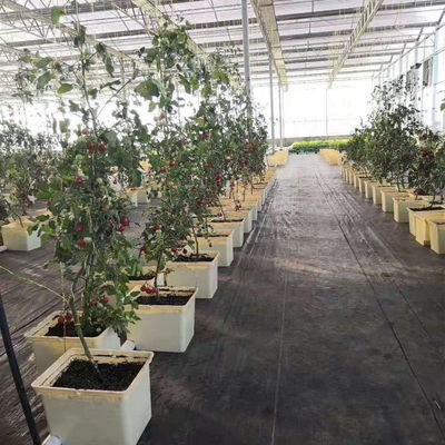 Hidroponia holandesa em balde para cultivo de culturas agrícolas em estufa