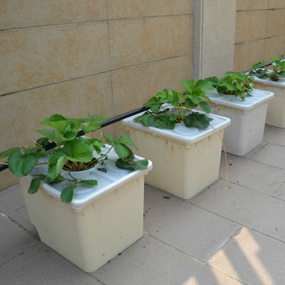 Hidroponia holandesa em balde para cultivo de culturas agrícolas em estufa