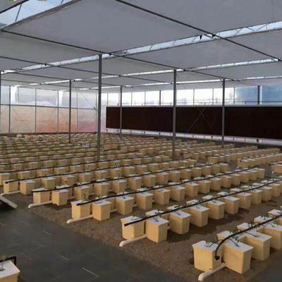 Hidroponia holandesa em balde para cultivo de culturas agrícolas em estufa