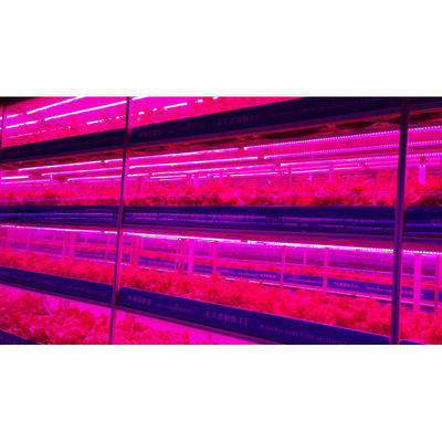 Agricultura em Estufas Fábrica vertical para a agricultura moderna