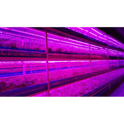 Agricultura em Estufas Fábrica vertical para a agricultura moderna