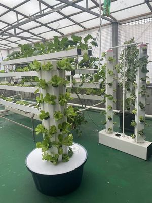Sistema de cultivo hidropônico Torre para vegetais Morango Balcão Cultivo sem solo