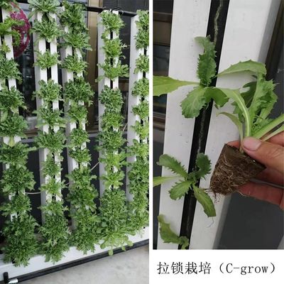 C-Growart Farm Sistema de cultivo hidropônico Cultivo sem solo para o crescimento das plantas