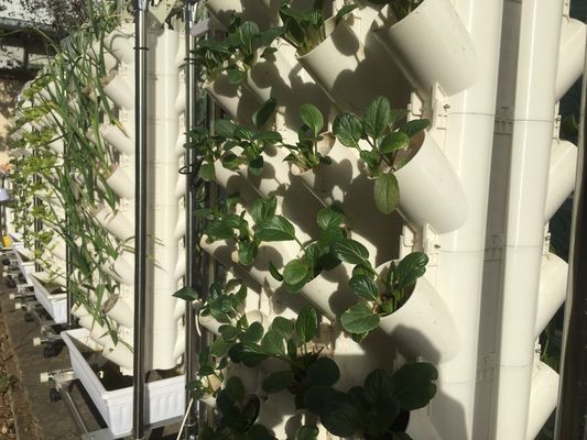 Cultivo sem solo ou cultivo de substrato Torre de plantação para jardinagem