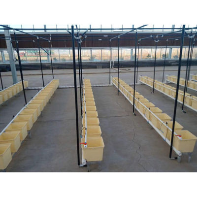 Caixa de cultivo em estufa Multi_span preta Dutch Bato Bucket Sistema hidropónico Dutch Bucket