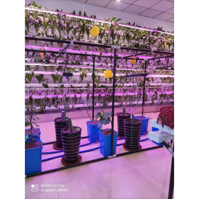 Caixa de cultivo em estufa Multi_span preta Dutch Bato Bucket Sistema hidropónico Dutch Bucket