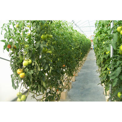 Sistema de hidroponia sustentável de balde holandês Beige Agricultura