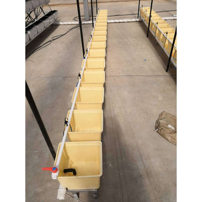 Sistema de hidroponia sustentável de balde holandês Beige Agricultura
