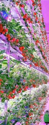 Plantação de frutas de qualidade alimentar em PVC