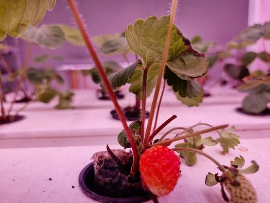 Sistema de cultivo vertical de morangos para frutas Plantação de Pvc de qualidade alimentar