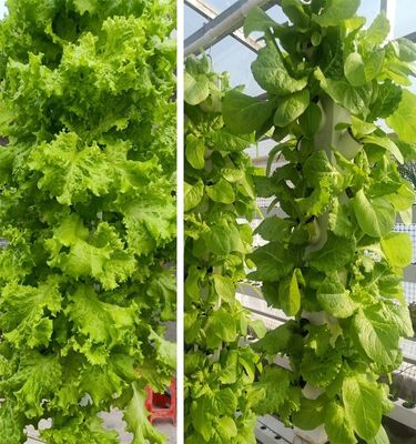 Hidroponia Inteligente Jardim Vertical Plantio de Ervas Plantas NFT Sistema de Cultivo