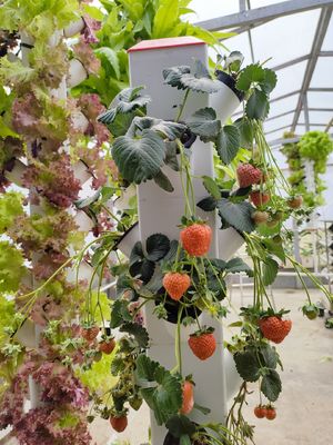 Hidroponia Inteligente Jardim Vertical Plantio de Ervas Plantas NFT Sistema de Cultivo