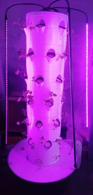Sistema hidropônico Aerpetta Rotação de morangos e vegetais de folhas com luzes