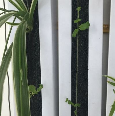 A agricultura hidropônica vertical do Zipgrow Towergarden é fácil de operar