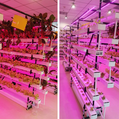sistema de cultivo hidropónico comercial NFT estufa canal hidropónico NFT