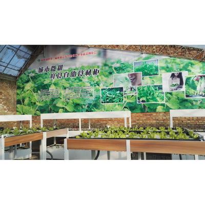 Aquaponia Sistema de cultivo hidropónico de estufa Tanque de peixe para peixe e vegetais