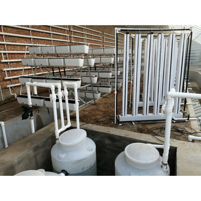 Aquaponia Sistema de cultivo hidropónico de estufa Tanque de peixe para peixe e vegetais